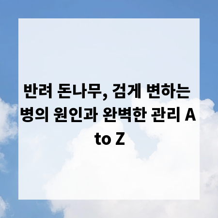 반려 돈나무, 검게 변하는 병의 원인과 완벽한 관리 A to Z