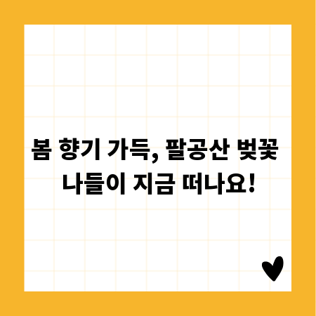 봄 향기 가득, 팔공산 벚꽃 나들이 지금 떠나요!